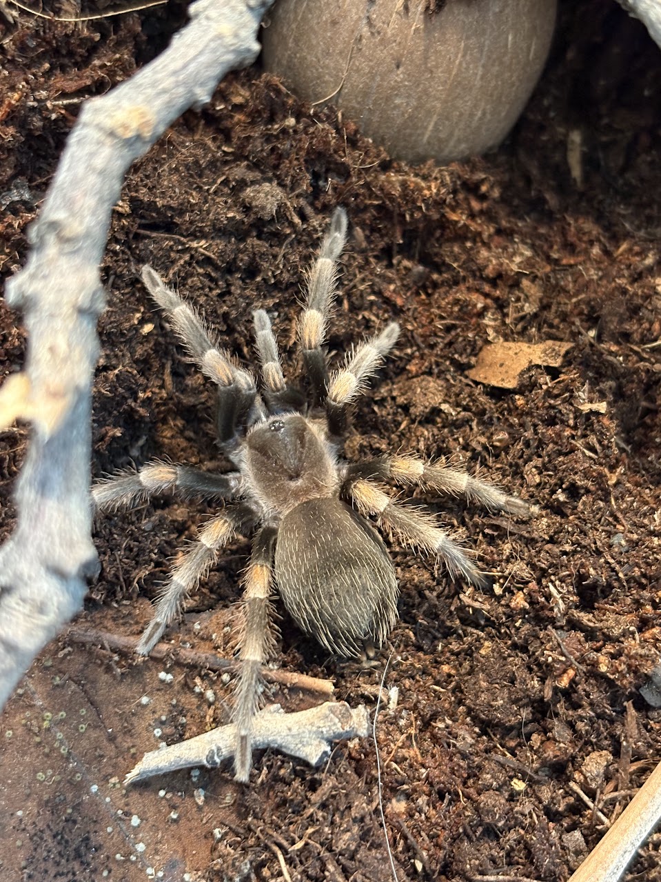 Fig, Mexican Red Knee Tarantula